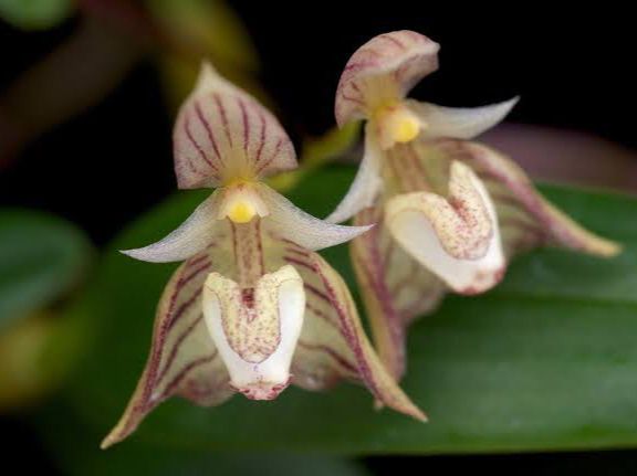 Bulbophyllum Ambrosia