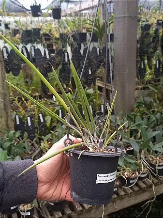 Brassavola Turbeculata ''Trilabelo"