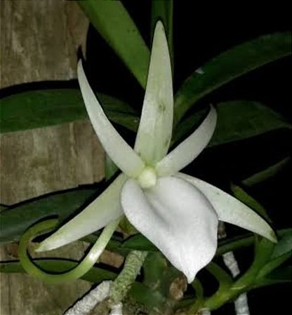 Angraecum Didieri