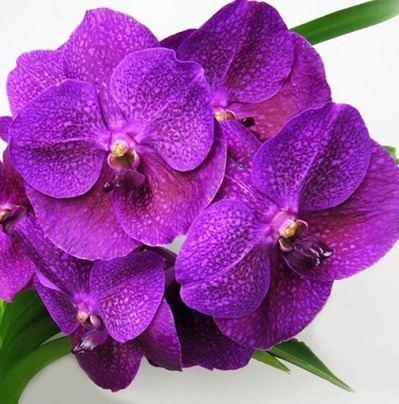 V. Somsri Pink X Dr. Anek X Kamsem's Delight, Nº252