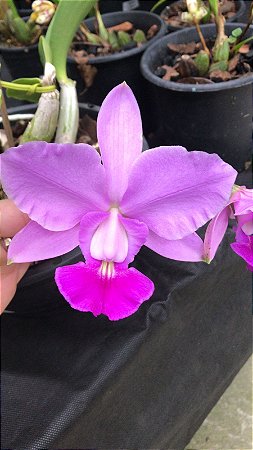 Cattleya Walkeriana Tipo