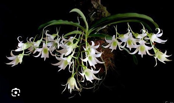 Sobennikoffia humbertiana