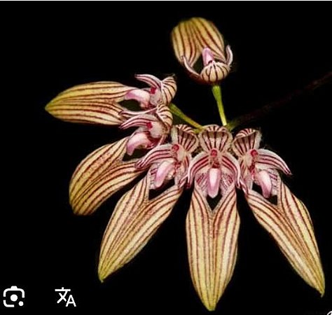 Bulbophyllum venulosum