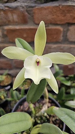 Rhyncholaelia glauca