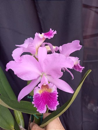 Cattleya labiata tipo  (clara)
