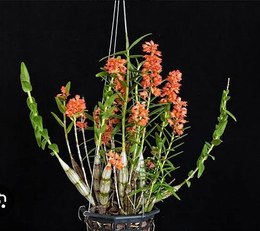 Dendrobium faciferum