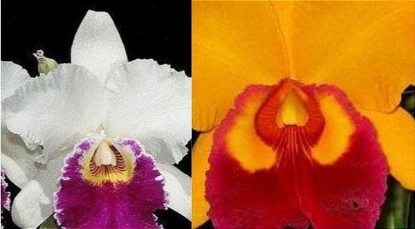Blc. Chian tzy (s/a) X Blc. Chunyeah