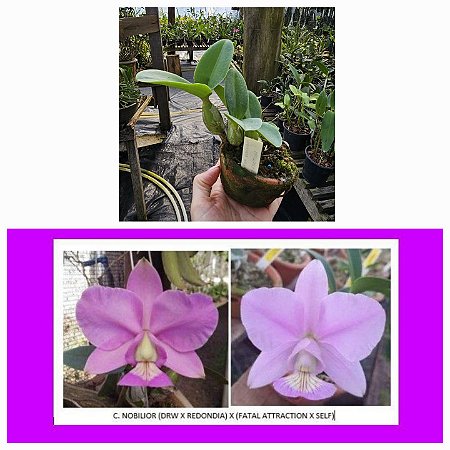 C. Nobilior (Drw X Redondia) X (Fatal Attraction X Self)
