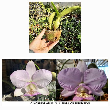 C. Nobilior Azuis X C. Nobilior Perfection