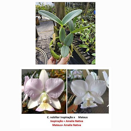 C Nobilior Inspiração X Mateus