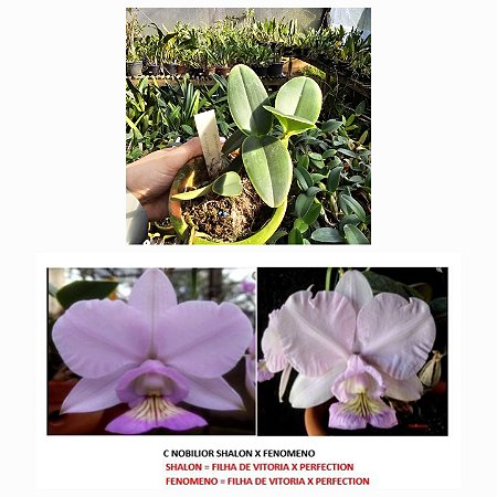 C. Nobilior Shalon X Fenômeno