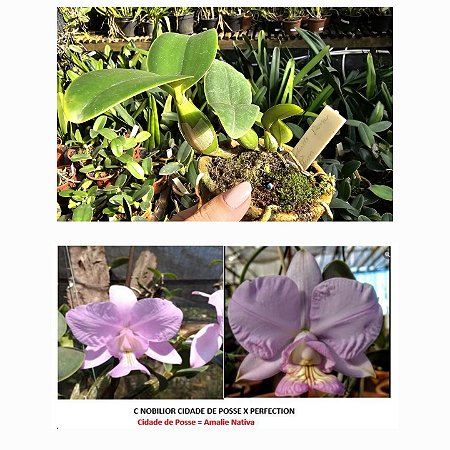 C. Nobilior Cidade de Posse X Perfection