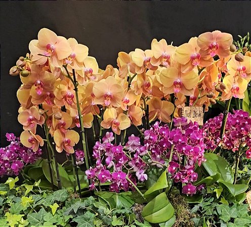 Curso de Phalaenopsis