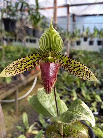 Curso de Phapiopedilum