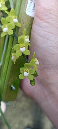 Chiloschista Parishii Green (Orquídea Fantasma)