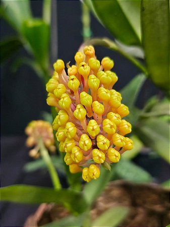Robiquetia Cerina Amarela"