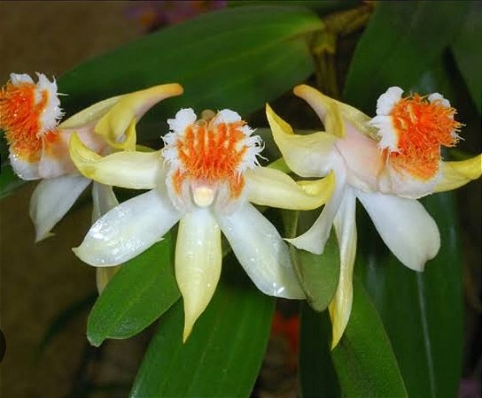 Dendrobium schrautii