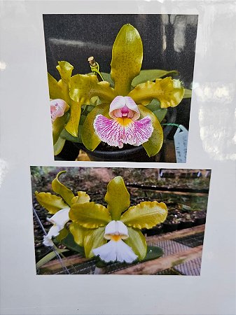 Cattleya schilleriana (semi alba `Rainha das Esmeraldas`x Verde Talismã)