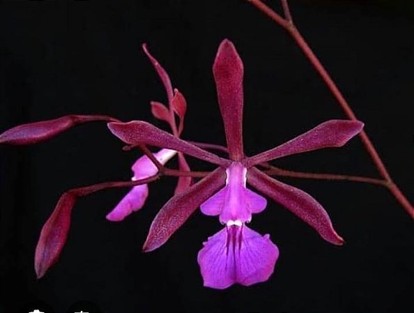Encyclia moebusii