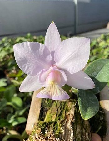 Cattleya nobilior var. amaliae