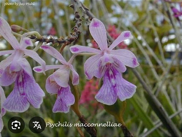 Psychilis macconnelliae