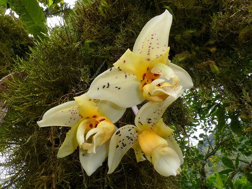 Stanhopea impressa