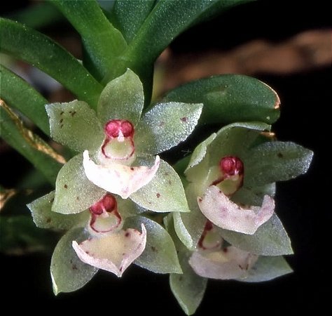 Dichaea anchoraelabia
