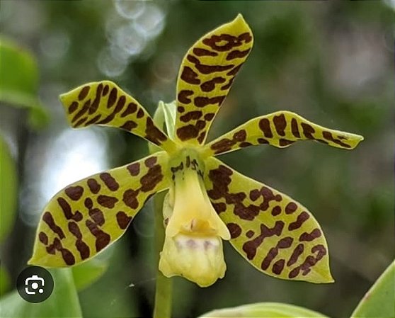 Prostechea boothiana
