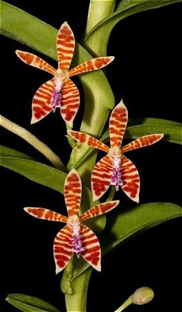 Kit 3 Mudas de Trichoglottis
