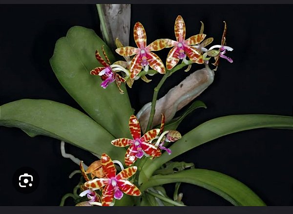Phalaenopsis bastianii