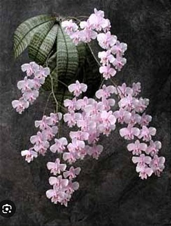 Phalaenopsis schilleriana
