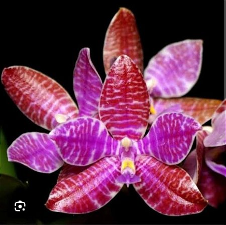 Phalaenopsis lueddemanniana dark x self