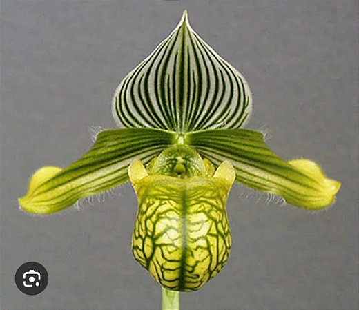 Paphiopedilum venustum albo
