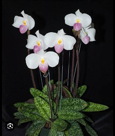 Paphiopedilum delenati