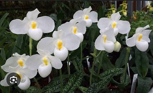 Paphiopedilum delenati var. albo