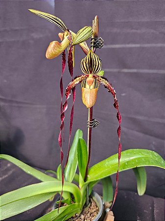 Paphiopedilum Michael Koopowitz