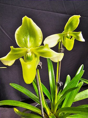 Paphiopedilum hirsutissimum var esquirolei alba