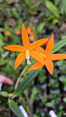 Dungsia ( Cattleya) harpophylla