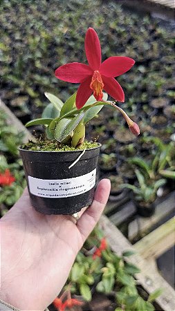 Laelia milleri x Sophronitis riograndensis