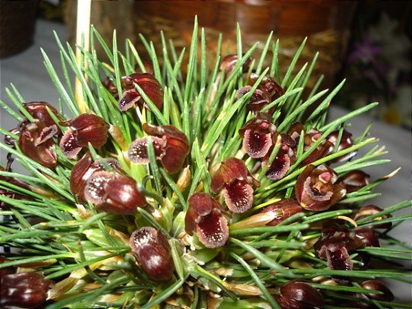Maxillaria juergensii
