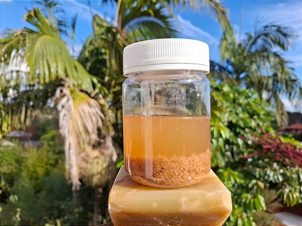 Grãos de kefir de água