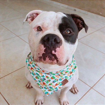 Bandana Pet Cacto