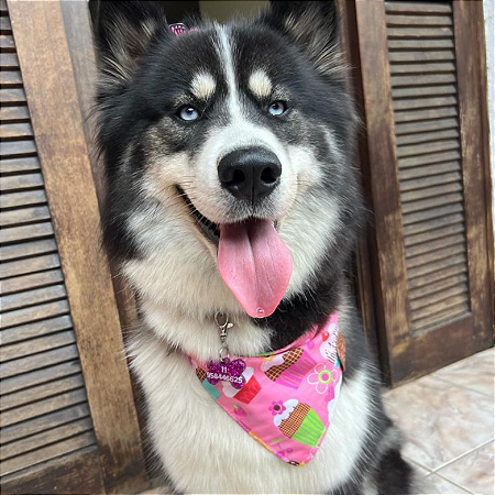 Bandana Pet Cupcake