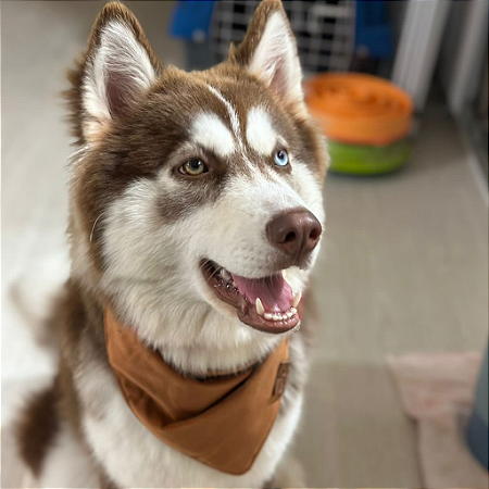 Bandana Pet Marrom