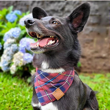 Bandana xadrez vermelha Pet