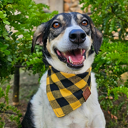 Bandana Pet Xadrez Amarela