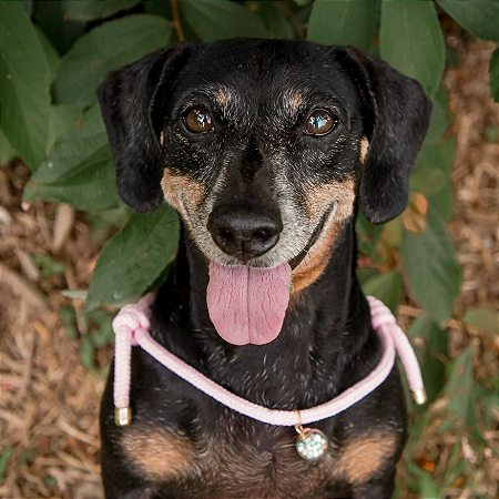 Colar Pet Paracord Rosa