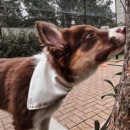 Bandana Pet Branca