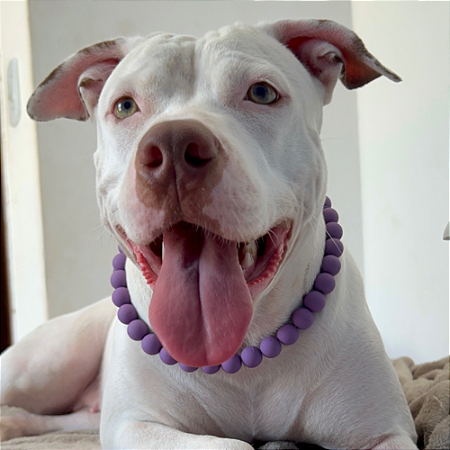 Colar Pet Pérolas Roxas Ajustável