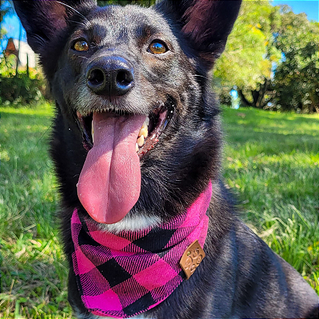 Bandana Pet Xadrez Rosa